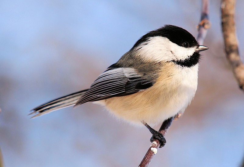 Black-capped Chickadee