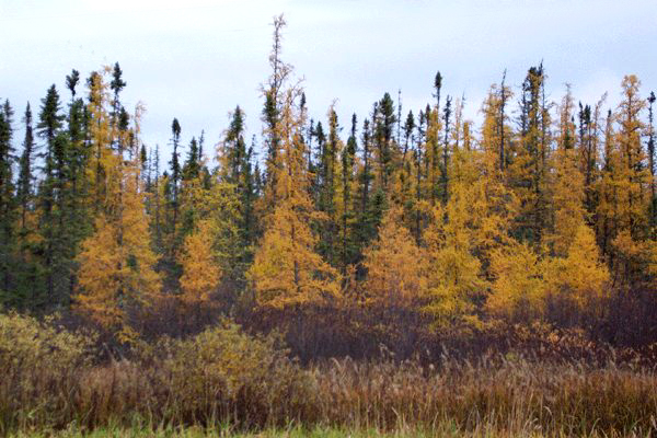 Tamarack trees