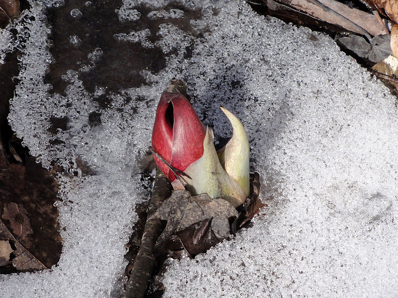 Skunk Cabbage
