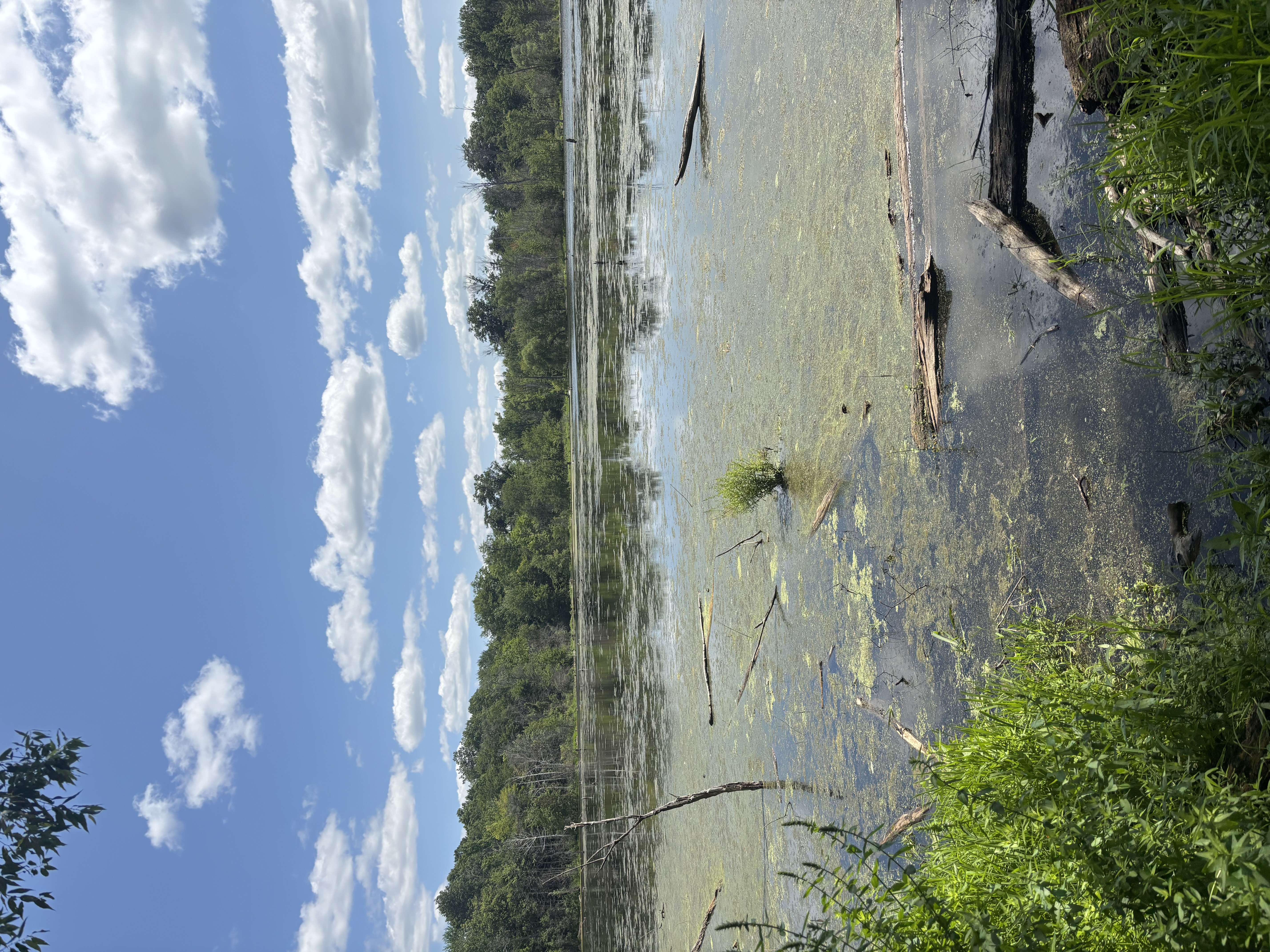 Open water, wetland vegetation, fallen logs, and surrounding forest at Laurentian Wetland
